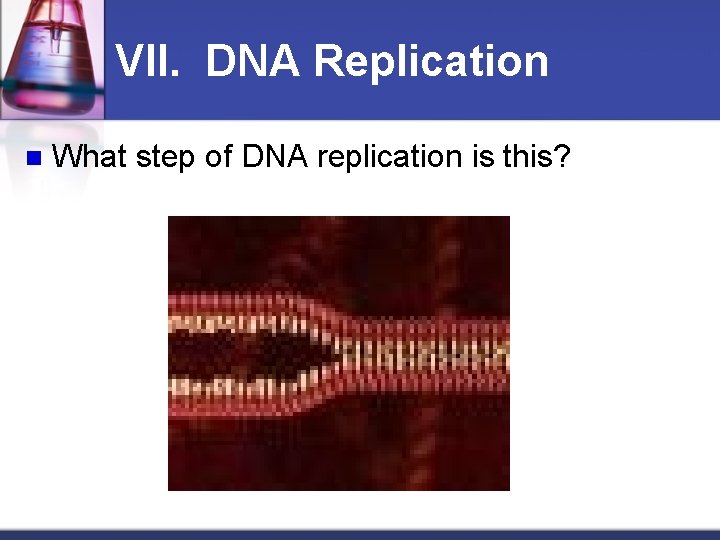 VII. DNA Replication n What step of DNA replication is this? 