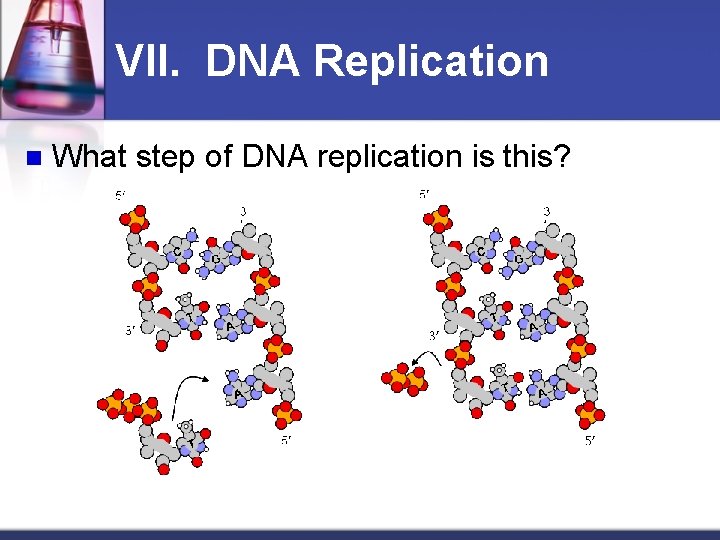 VII. DNA Replication n What step of DNA replication is this? 