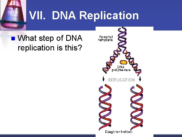 VII. DNA Replication n What step of DNA replication is this? 