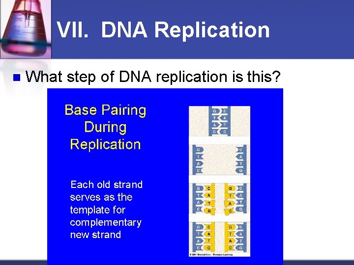 VII. DNA Replication n What step of DNA replication is this? 