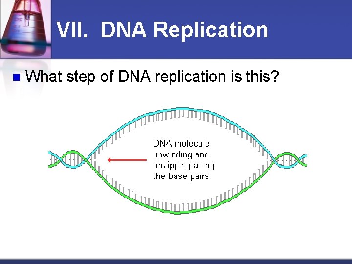 VII. DNA Replication n What step of DNA replication is this? 