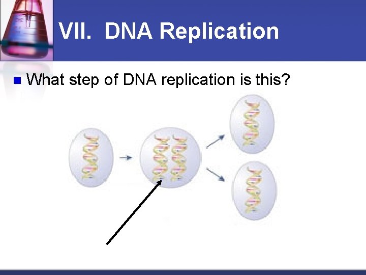 VII. DNA Replication n What step of DNA replication is this? 