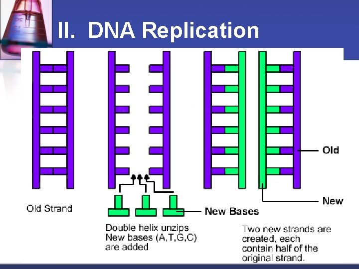 II. DNA Replication 