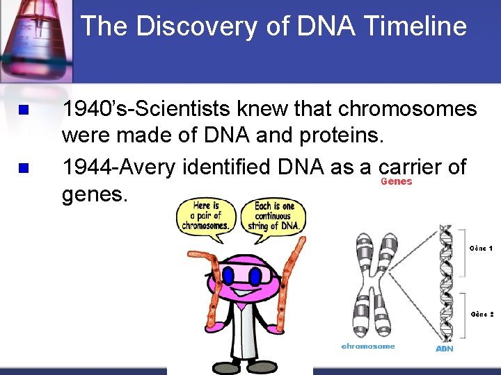 The Discovery of DNA Timeline n n 1940’s-Scientists knew that chromosomes were made of