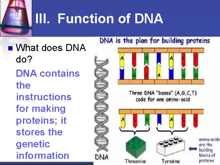 III. Function of DNA n What does DNA do? DNA contains the instructions for