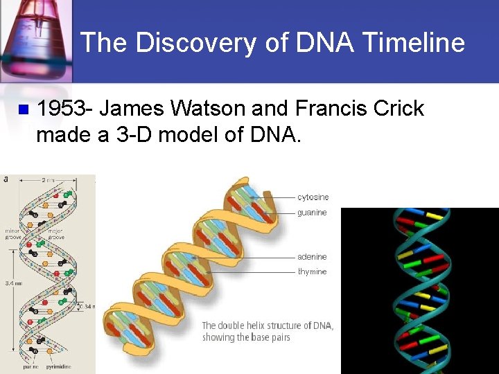 The Discovery of DNA Timeline n 1953 - James Watson and Francis Crick made