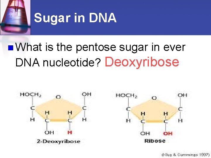 Sugar in DNA n What is the pentose sugar in ever DNA nucleotide? Deoxyribose