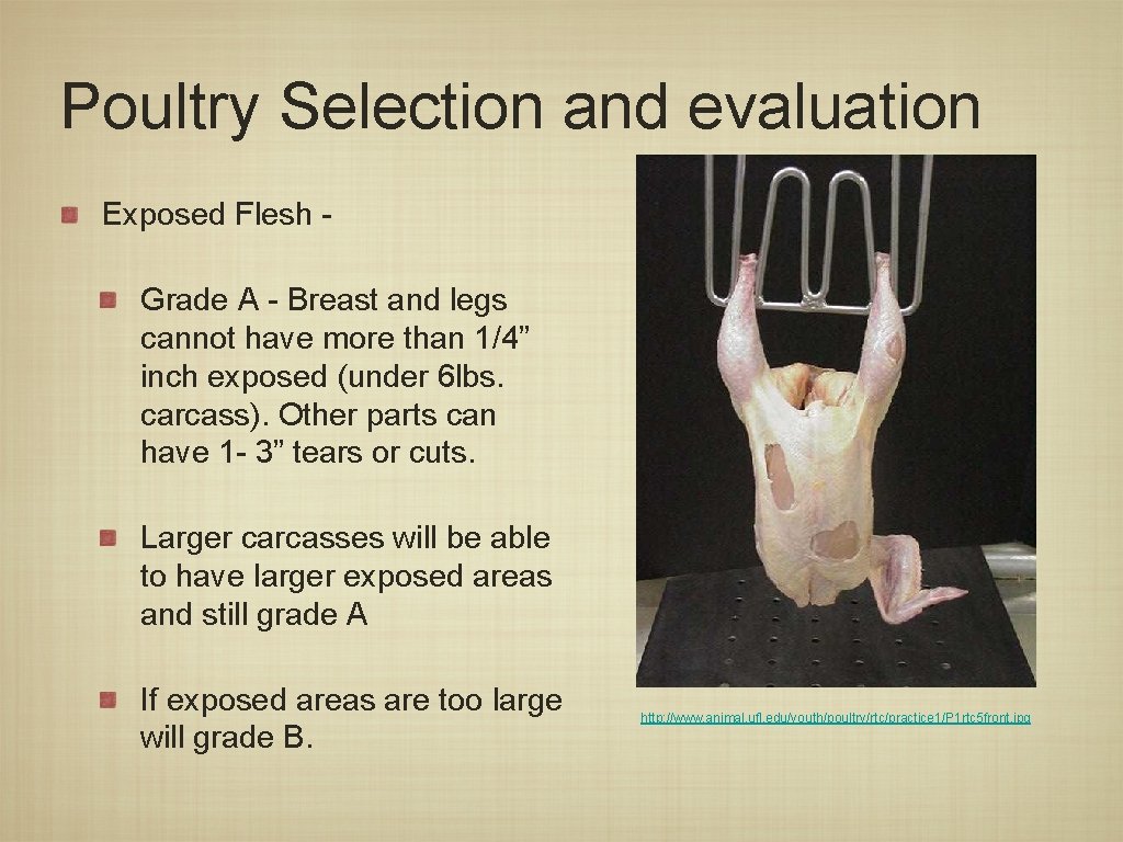 Poultry Selection and evaluation Exposed Flesh Grade A - Breast and legs cannot have
