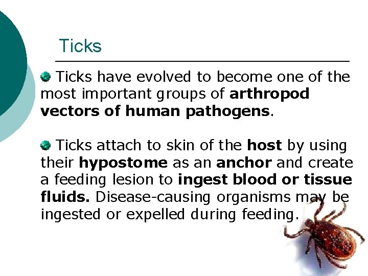 Ticks have evolved to become one of the most important groups of arthropod vectors Ticks have evolved to become one of the most important groups of arthropod vectors