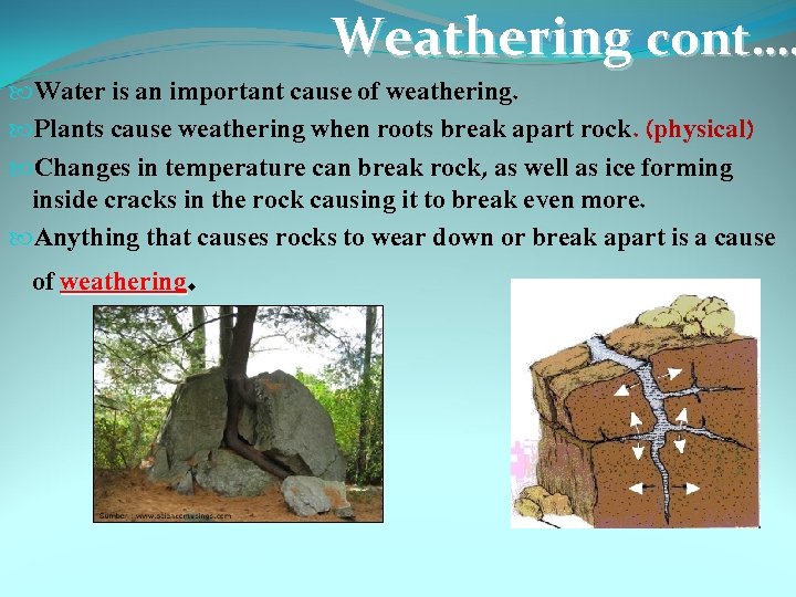 Weathering cont…. Water is an important cause of weathering. Plants cause weathering when roots