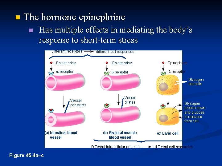 n The hormone epinephrine n Has multiple effects in mediating the body’s response to n The hormone epinephrine n Has multiple effects in mediating the body’s response to