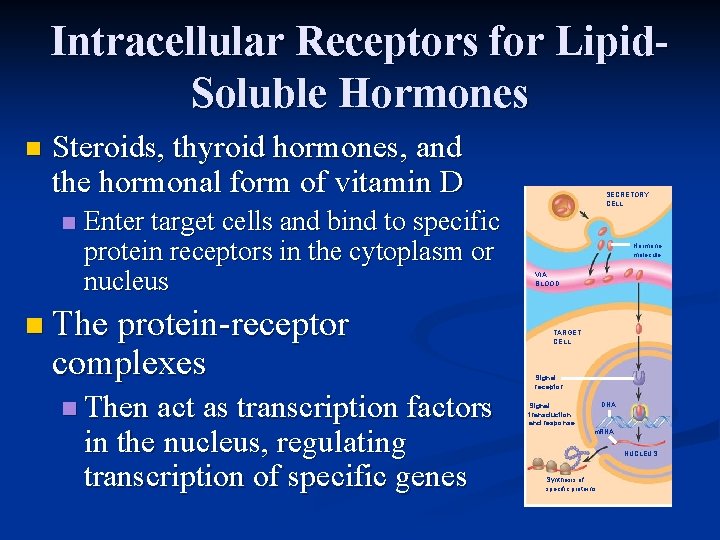 Intracellular Receptors for Lipid. Soluble Hormones n Steroids, thyroid hormones, and the hormonal form Intracellular Receptors for Lipid. Soluble Hormones n Steroids, thyroid hormones, and the hormonal form