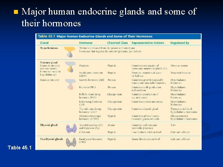 n Major human endocrine glands and some of their hormones Table 45. 1 n Major human endocrine glands and some of their hormones Table 45. 1