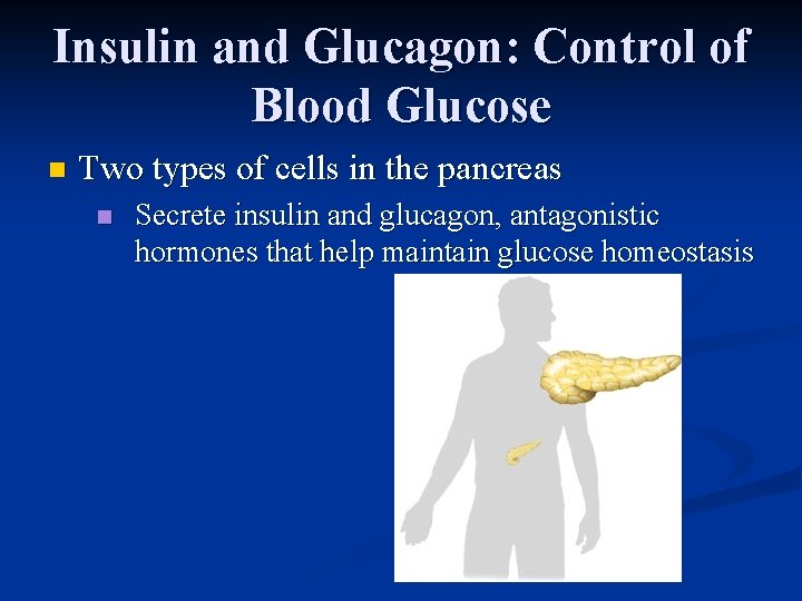 Insulin and Glucagon: Control of Blood Glucose n Two types of cells in the Insulin and Glucagon: Control of Blood Glucose n Two types of cells in the