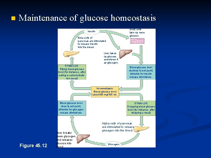 n Maintenance of glucose homeostasis Body cells take up more glucose. Insulin Beta cells n Maintenance of glucose homeostasis Body cells take up more glucose. Insulin Beta cells