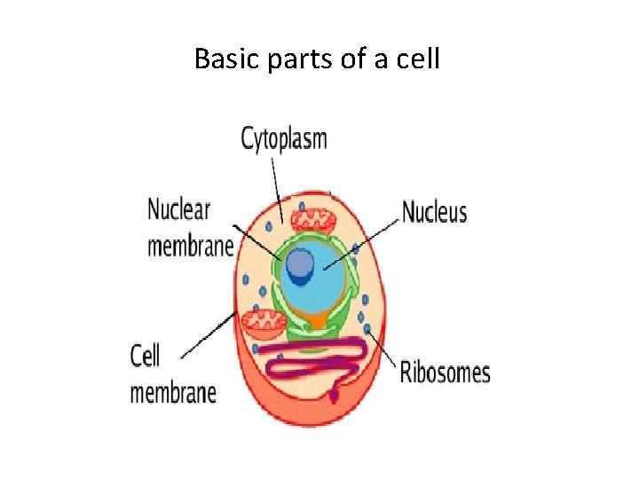 Basic parts of a cell 