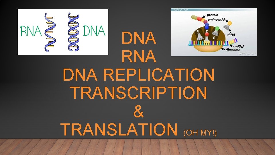 DNA RNA DNA REPLICATION TRANSCRIPTION & TRANSLATION (OH MY!) 