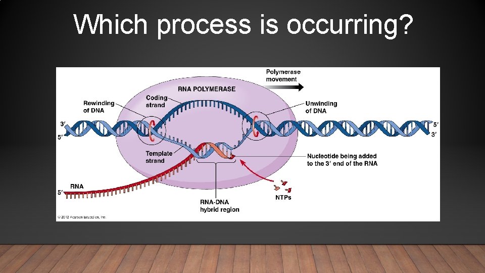 Which process is occurring? 