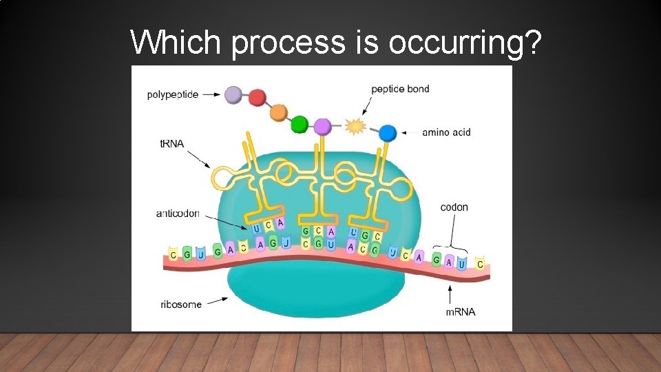 Which process is occurring? 