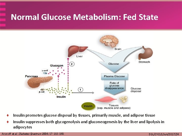 Normal Glucose Metabolism: Fed State ¨ Insulin promotes glucose disposal by tissues, primarily muscle,