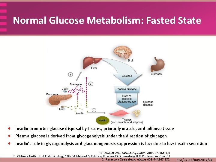 Normal Glucose Metabolism: Fasted State ¨ Insulin promotes glucose disposal by tissues, primarily muscle,