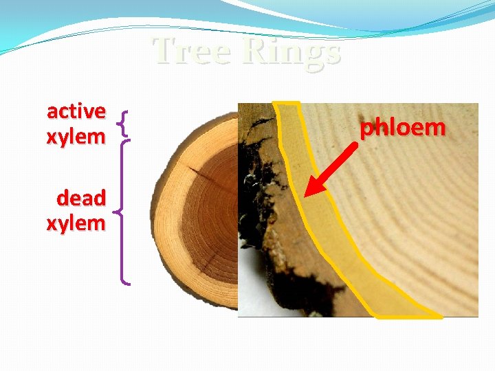 Tree Rings active xylem dead xylem phloem 