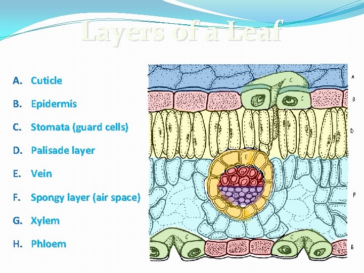 Layers of a Leaf A. Cuticle B. Epidermis C. Stomata (guard cells) D. Palisade