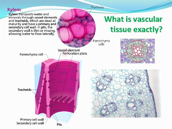 What is vascular tissue exactly? 