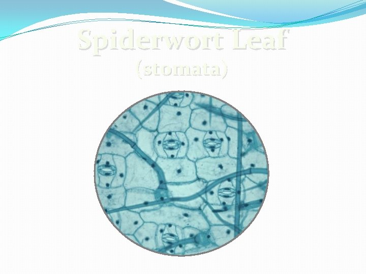 Spiderwort Leaf (stomata) 