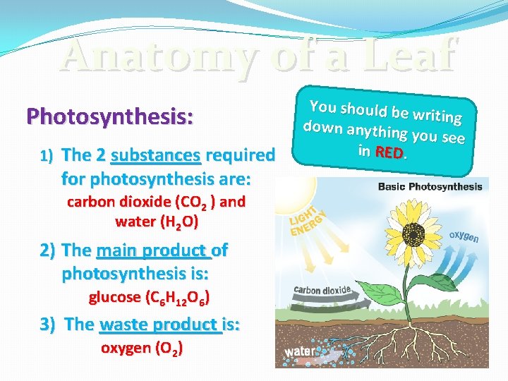 Anatomy of a Leaf Photosynthesis: 1) The 2 substances required for photosynthesis are: carbon