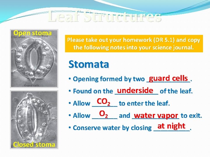 Leaf Structures Open stoma Please take out your homework (DR 5. 1) and copy