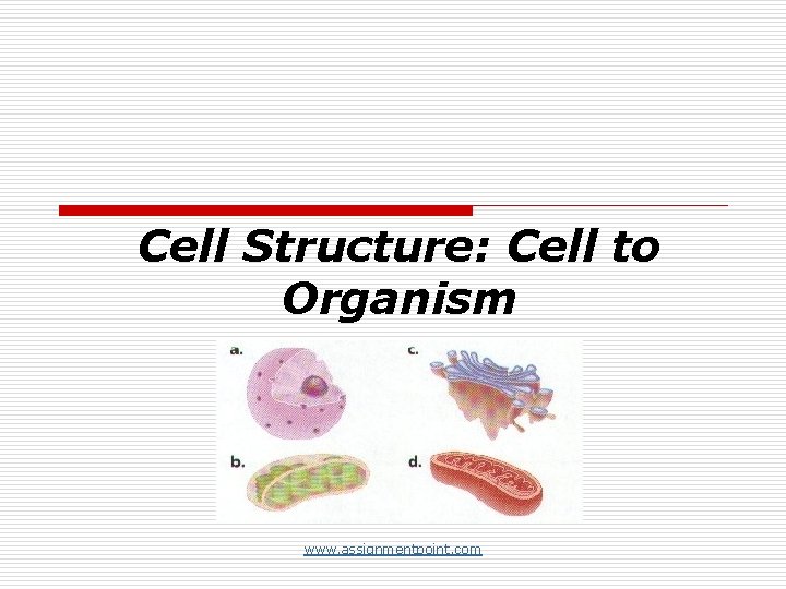 Cell Structure: Cell to Organism www. assignmentpoint. com 