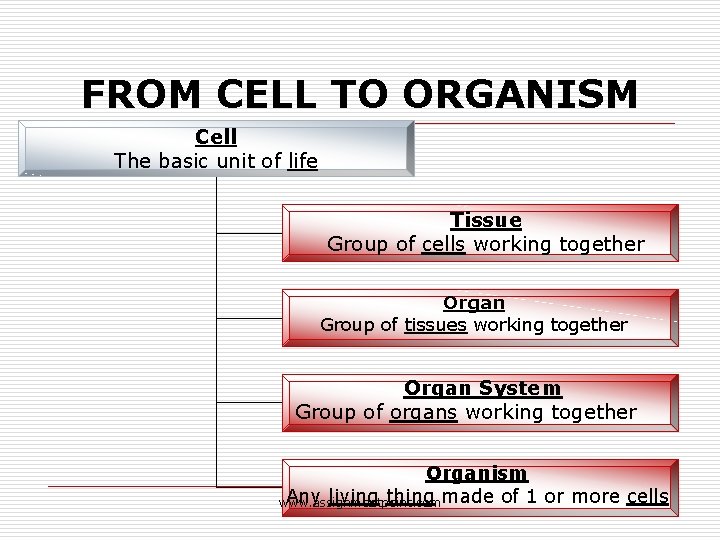 FROM CELL TO ORGANISM Cell The basic unit of life Tissue Group of cells