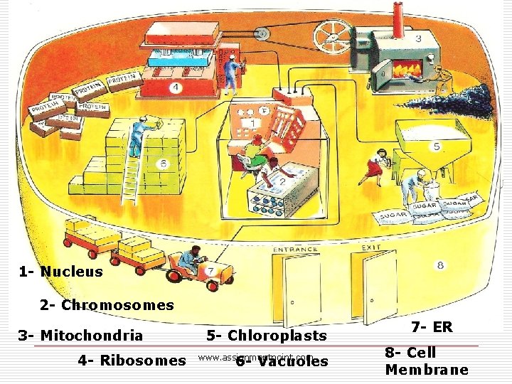 1 - Nucleus 2 - Chromosomes 3 - Mitochondria 4 - Ribosomes 5 -