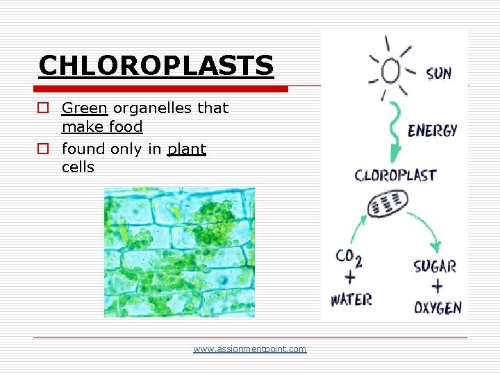 CHLOROPLASTS o Green organelles that make food o found only in plant cells www.