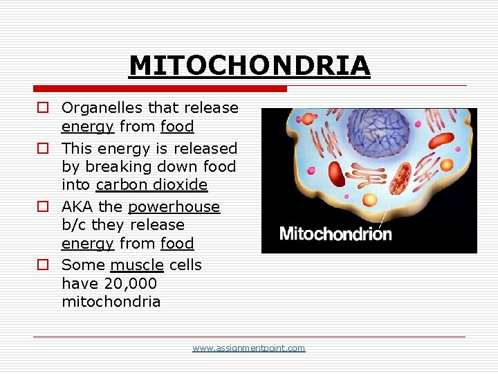 MITOCHONDRIA o Organelles that release energy from food o This energy is released by