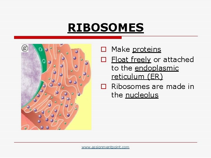 RIBOSOMES o Make proteins o Float freely or attached to the endoplasmic reticulum (ER)