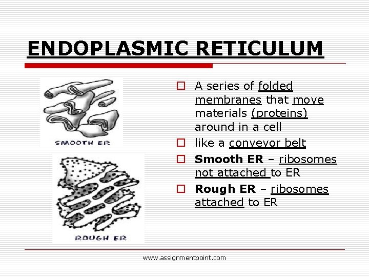 ENDOPLASMIC RETICULUM o A series of folded membranes that move materials (proteins) around in