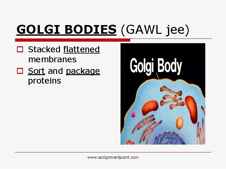GOLGI BODIES (GAWL jee) o Stacked flattened membranes o Sort and package proteins www.