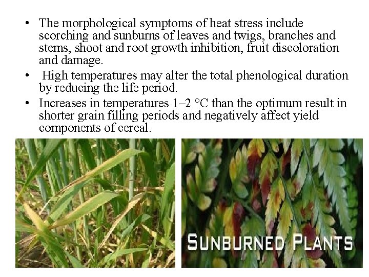  • The morphological symptoms of heat stress include scorching and sunburns of leaves