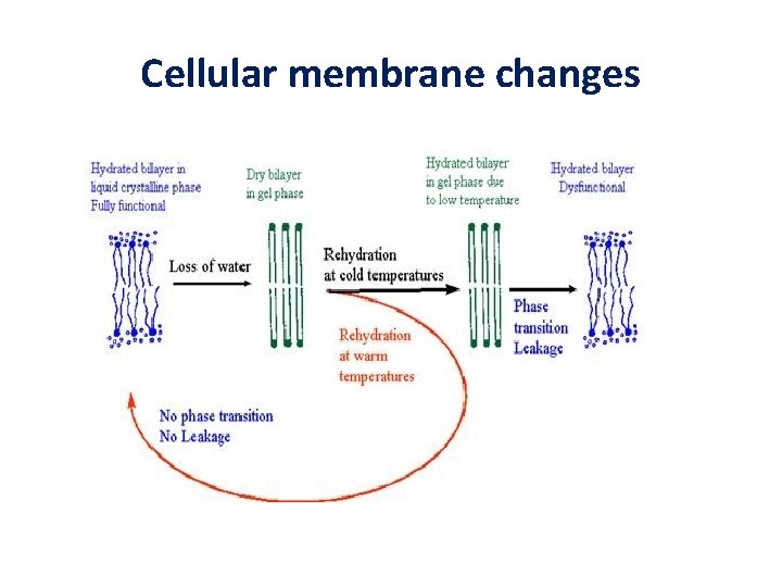 Cellular membrane changes 