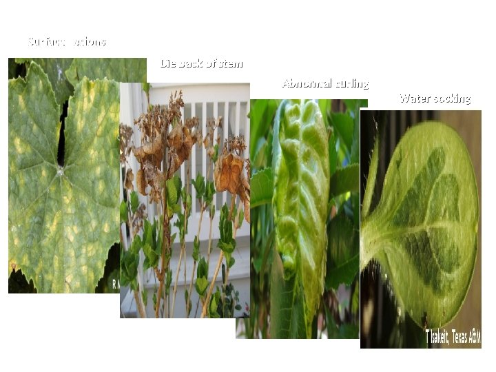 Surface Lesions Die back of stem Abnormal curling Water socking 