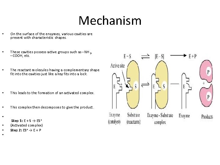 Mechanism • On the surface of the enzymes, various cavities are present with characteristic