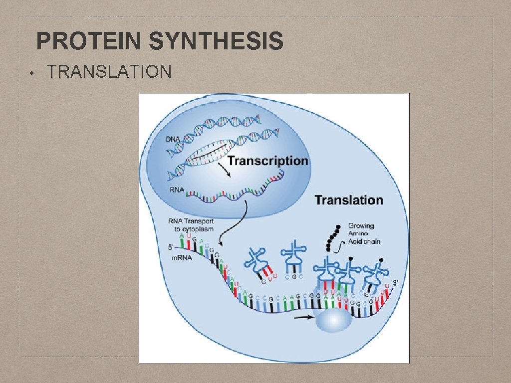 PROTEIN SYNTHESIS • TRANSLATION 
