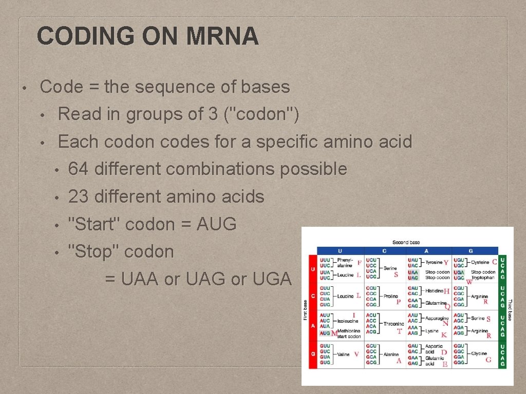 CODING ON MRNA • Code = the sequence of bases • Read in groups