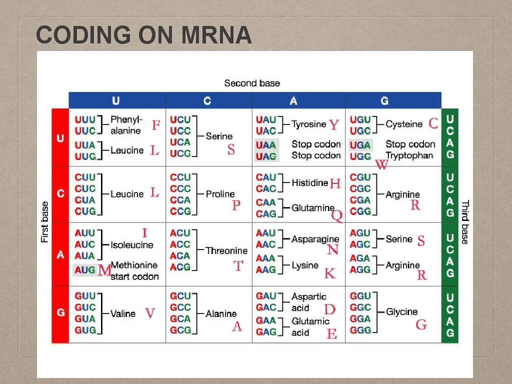 CODING ON MRNA 