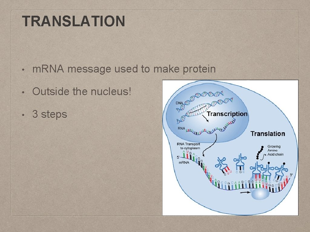 TRANSLATION • m. RNA message used to make protein • Outside the nucleus! •