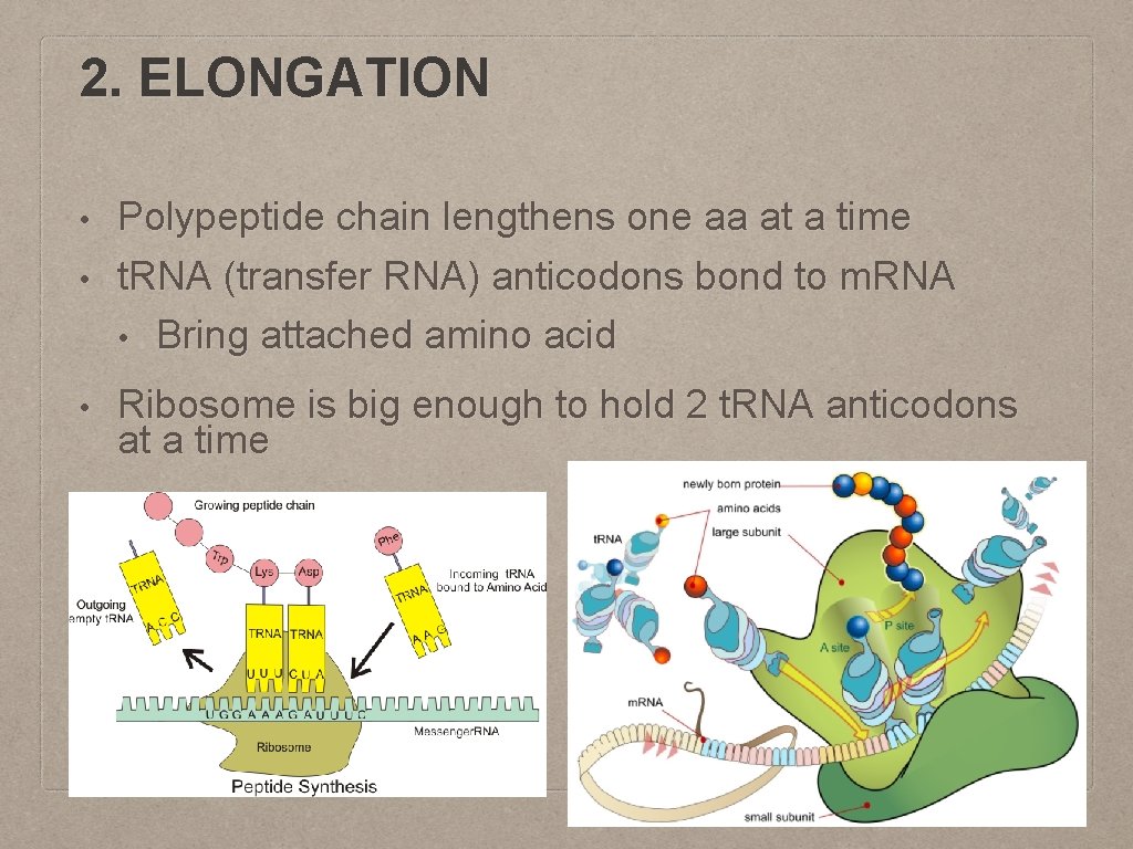 2. ELONGATION • Polypeptide chain lengthens one aa at a time t. RNA (transfer