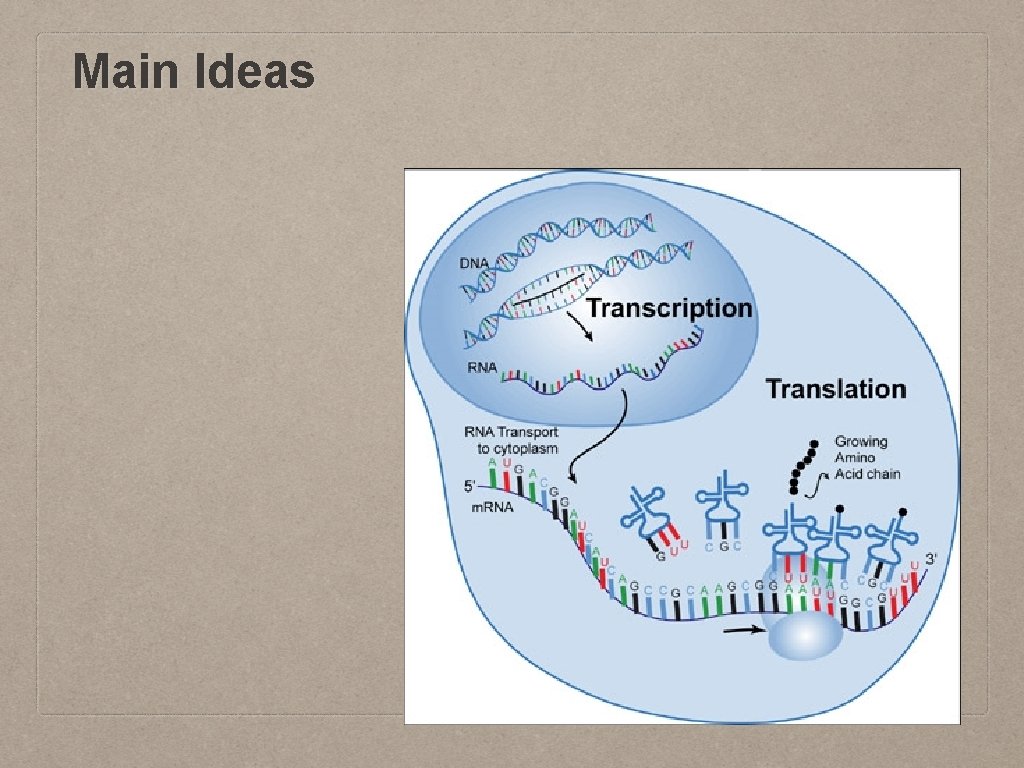 Main Ideas 