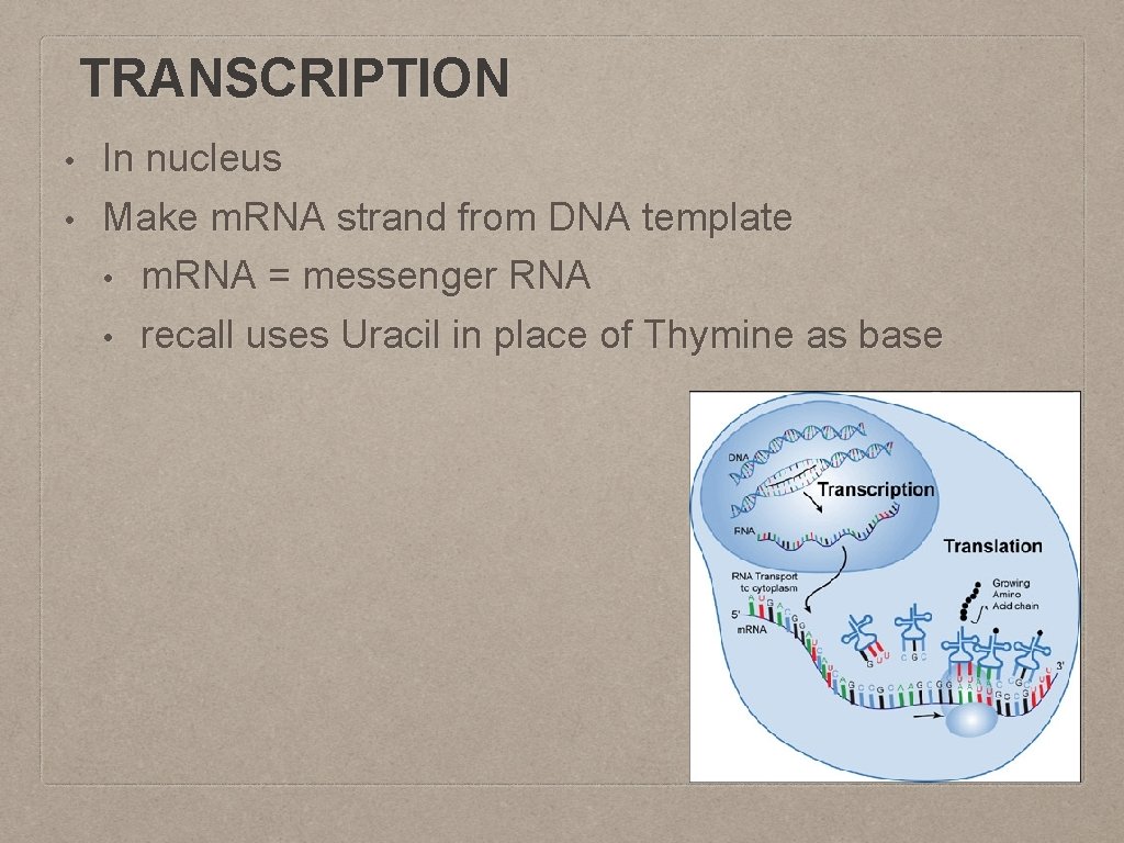TRANSCRIPTION • • In nucleus Make m. RNA strand from DNA template • m.
